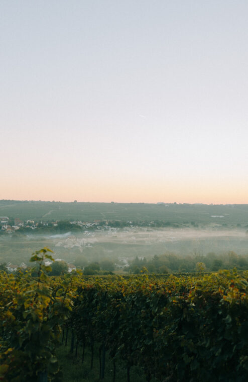 Traumhochzeit in den Weinbergen nähe Mainz und Wiesbaden